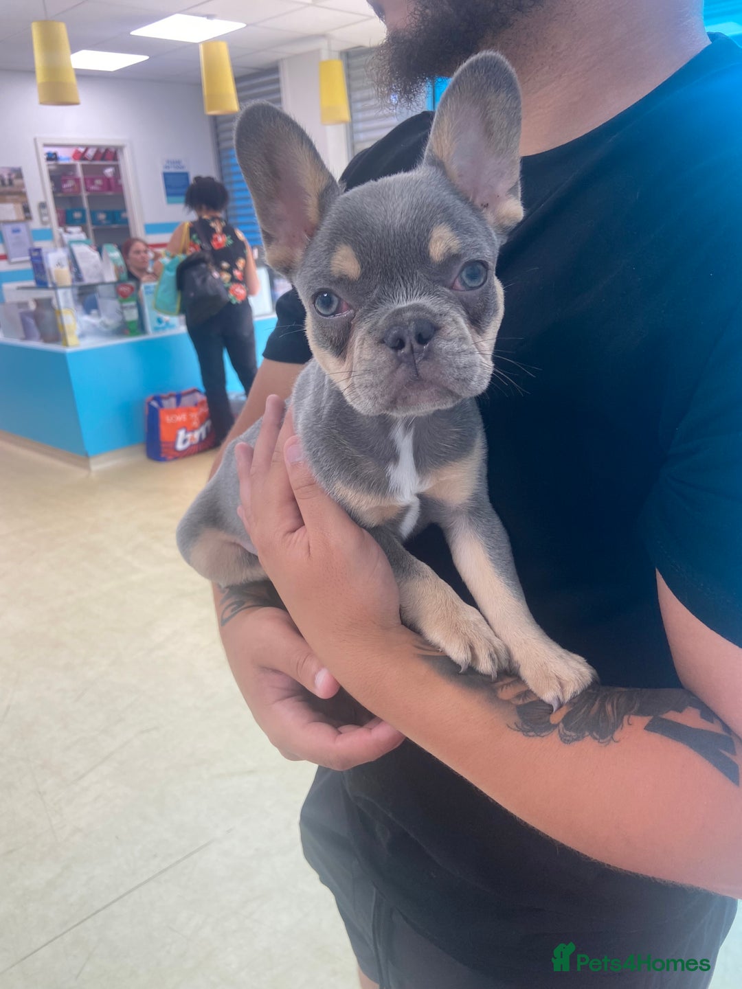 French Bulldog dogs for sale: Lilac and tan flight carrier male  - Image 1
