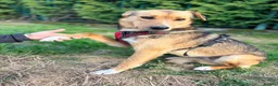 Mixed Breed dogs for adoption: ❤️🐶 STELLA – SHE BUILDS HER WORLD AROUND YOU in Burton-on-Trent - Advert 11