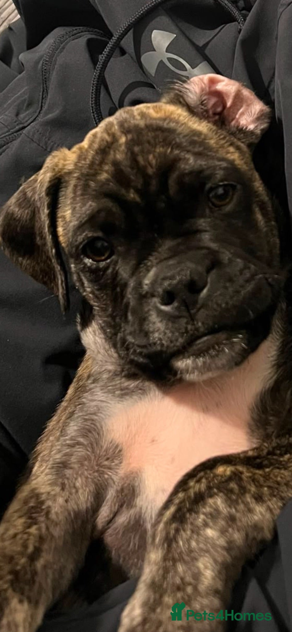 Mixed Breed dogs Staffy Mixed with Pug - Advert 1
