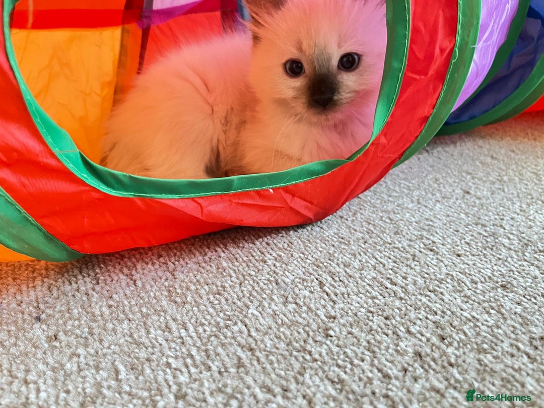 Ragdoll cats for sale: 4 Ragdoll Kittens - Advert 16