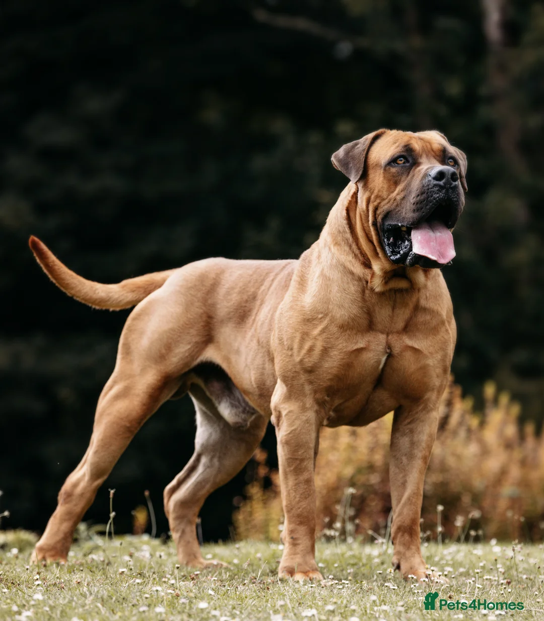 Boerboel dogs for sale: Topguard Kennels 2026 waitlist now open! in Horsham - Advert 1