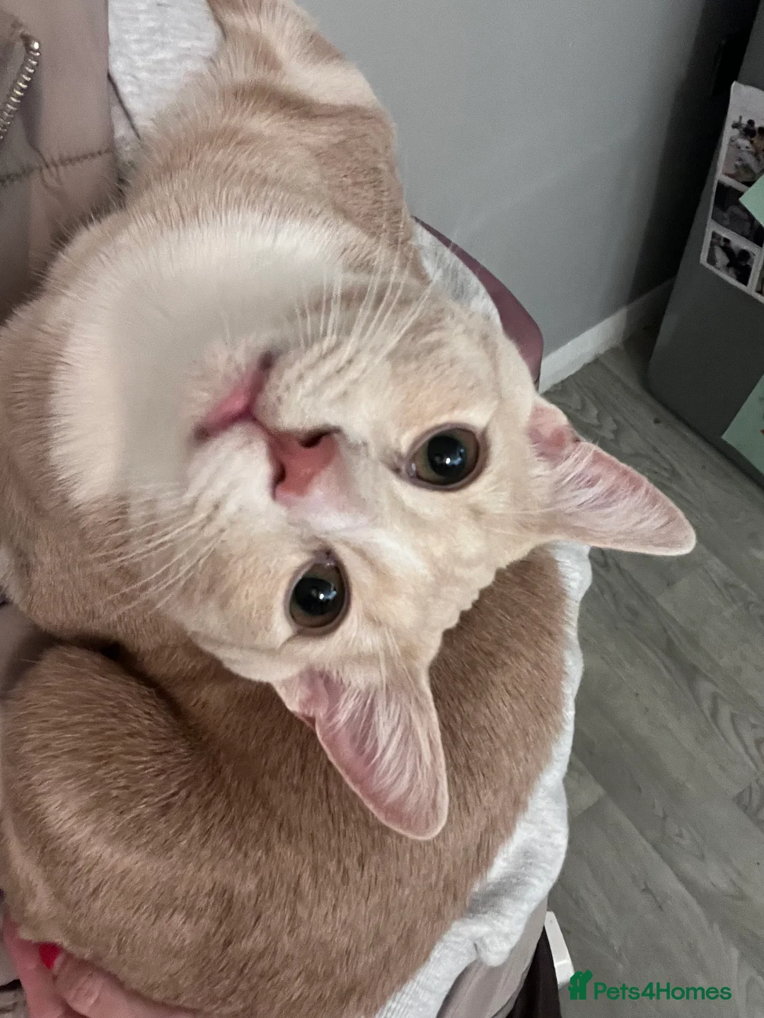 Mixed Breed cats for sale: Gorgeous mixed breed kitten for sale - Advert 2