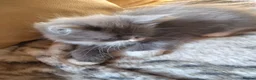 Mixed Breed cats for sale: Beautiful ragdoll/Persian cross kitten  - Advert 2