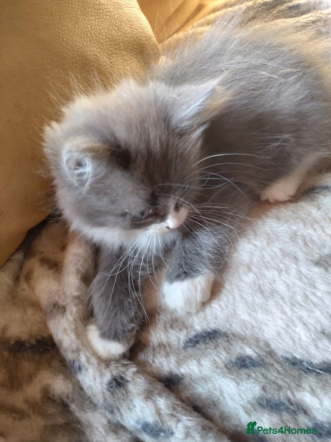Mixed Breed cats for sale: Beautiful ragdoll/Persian cross kitten  - Advert 2