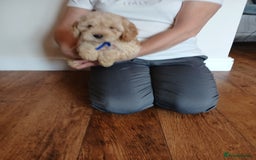 Cockapoo dogs for sale: Cockapoo puppies  - Image 15