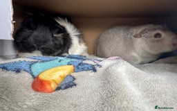Guinea Pig rodents for sale: 2 male piggy’s in need of a loving home.  - Image 5