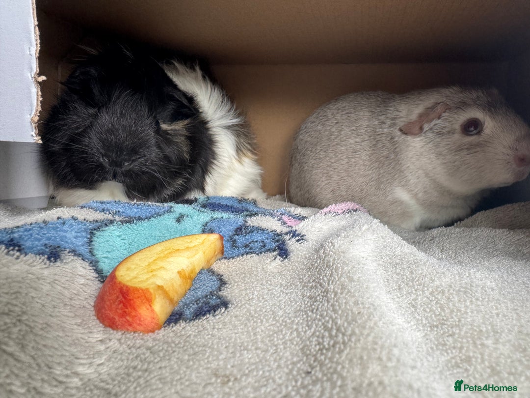 Guinea Pig rodents for sale: 2 male piggy’s in need of a loving home.  - Image 5