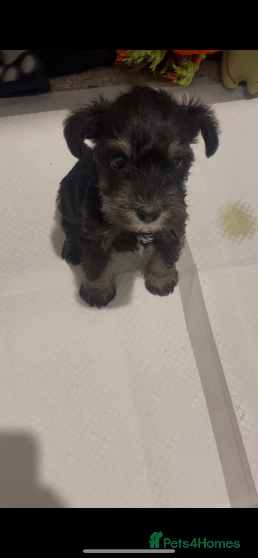 Miniature Schnauzer dogs Miniature schnauzer  - Advert 1