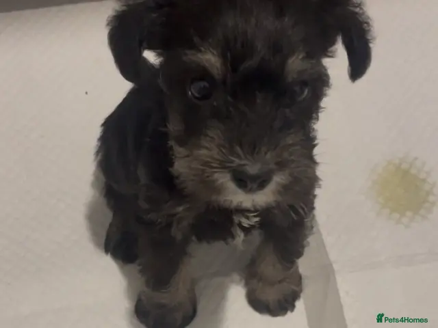 Miniature Schnauzer dogs Miniature schnauzer - Advert 2