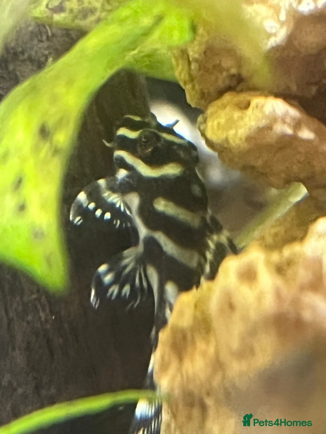 Plecos fish for sale: L333 King Tiger Plecos. 1”. Basic and high grade.  - Advert 2