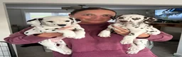 Dalmatian dogs for sale: Exceptional Litter. 2 Boys Remaining  - Advert 5