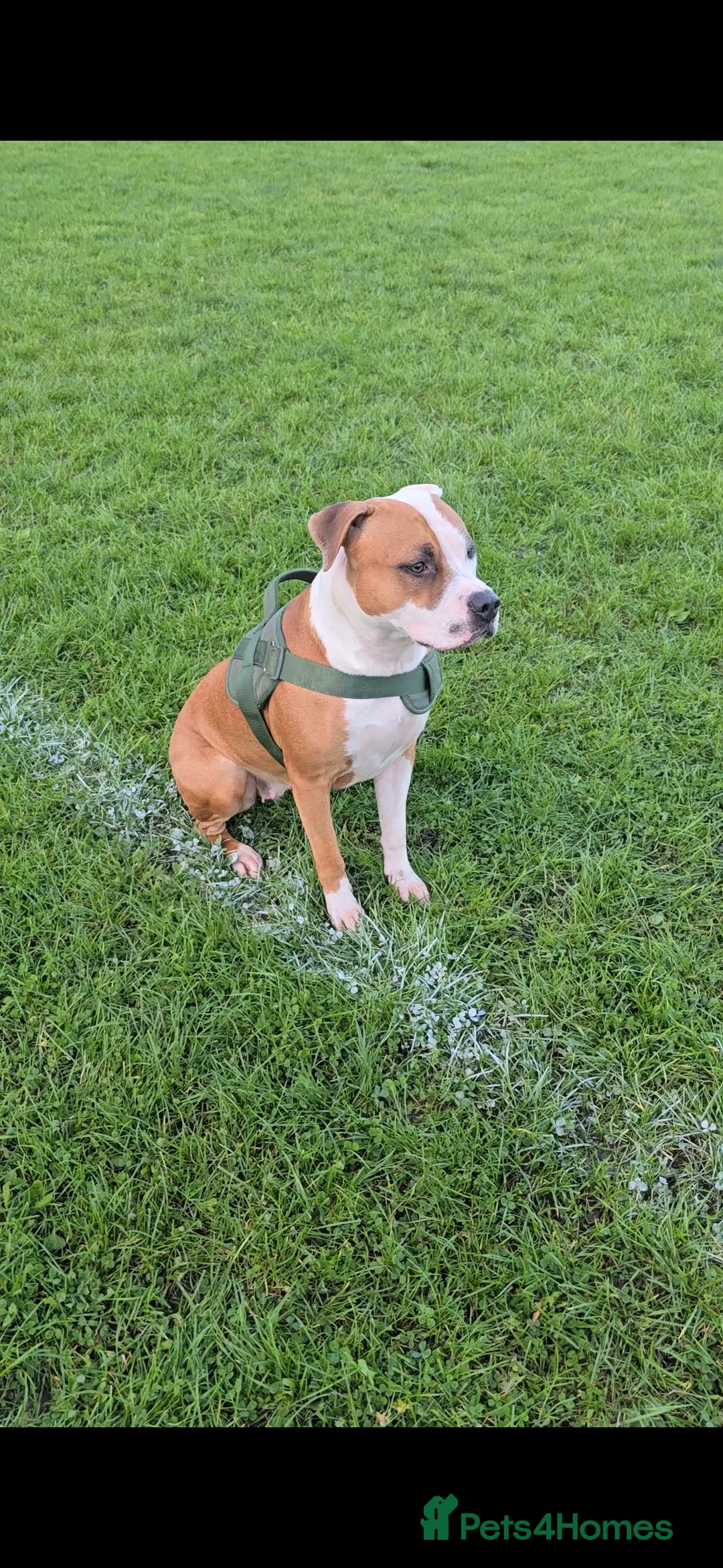 Mixed Breed dogs for sale: Beautiful mixed staffy age 3 - Advert 2