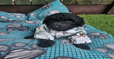 Standard Poodle dogs - Advert 1
