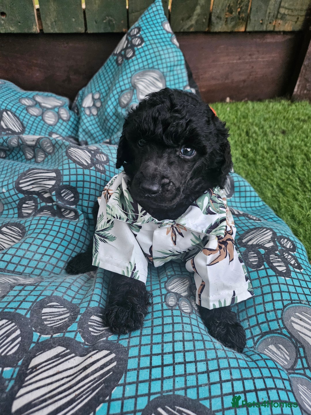 Standard Poodle dogs for sale: REDUCED TODAY!! Last 2 boys 1 cream 1 BLACK 😍  - Image 3