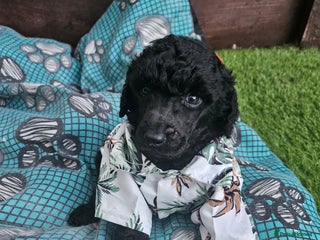 Standard Poodle dogs - Advert 4