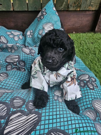 Standard Poodle dogs - Advert 13