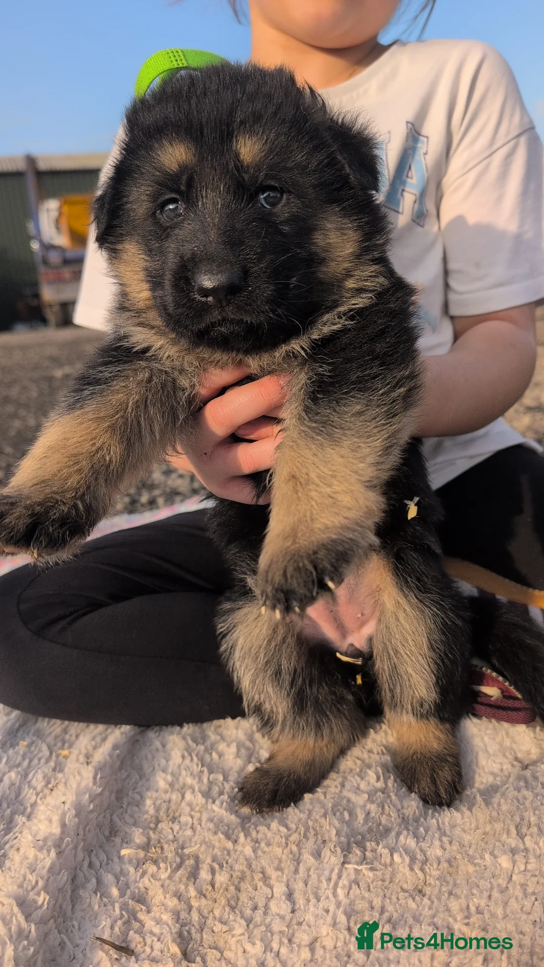 German Shepherd dogs for sale: German shepherd puppies  in Bridgwater - Advert 17