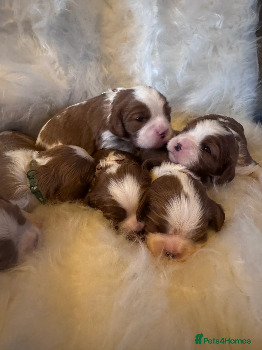 Cavalier King Charles Spaniel dogs for sale: Cavalier King Charles KC reg DNA 5* home breed - Advert 15