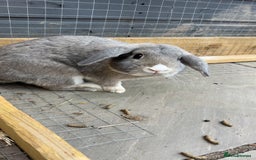 Mixed Breed rabbits for sale: Rufus and Teddy  - Advert 3