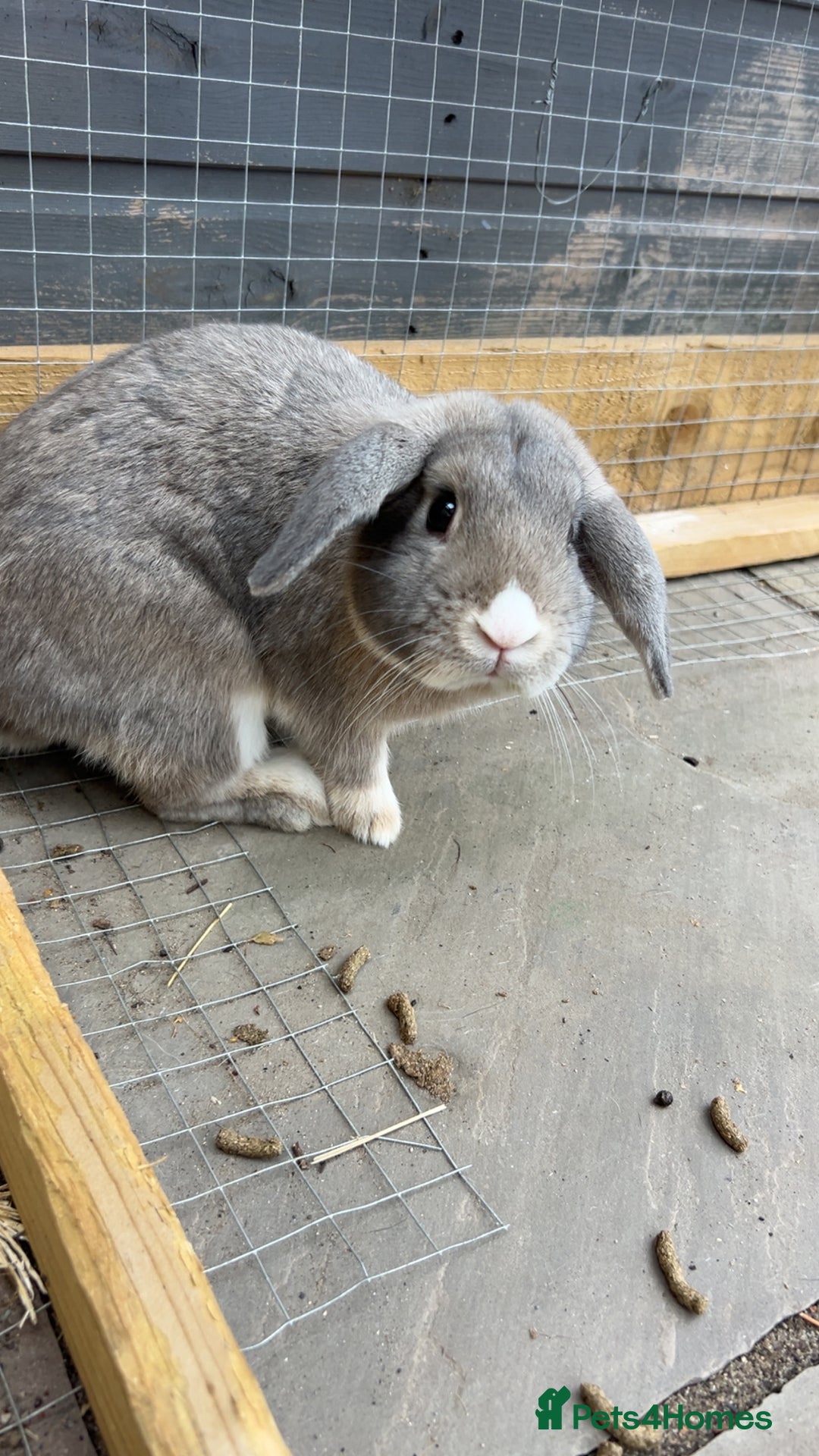 Mixed Breed rabbits for sale: Rufus and Teddy  - Advert 3