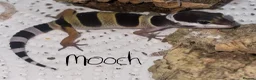 Leopard Gecko reptiles for sale: Hatchling Leopard Geckos - Advert 5