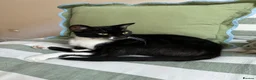 Mixed Breed cats for sale: Gorgeous Tuxedo Male  - Advert 6