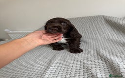 Cocker Spaniel dogs for sale: Beautiful show cocker spaniel puppy - Image 3