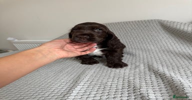 Cocker Spaniel dogs - Advert 8