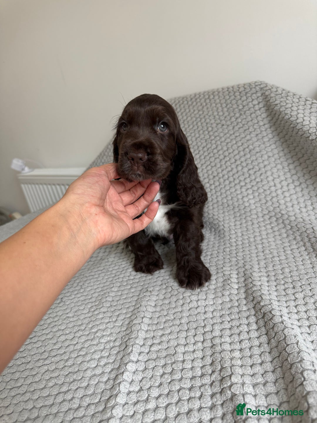 Cocker Spaniel dogs for sale: Beautiful show cocker spaniel puppy - Image 3