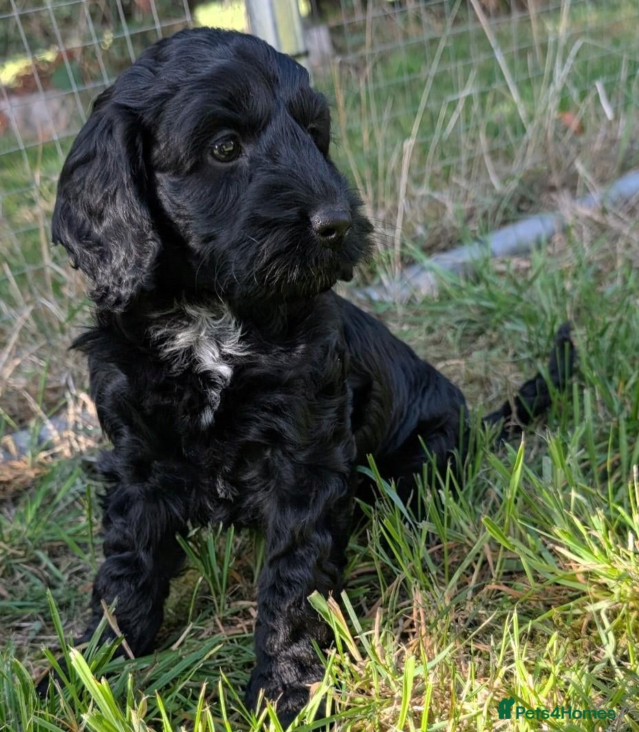 Cockapoo dogs Licensed breeder, health tested F1 cockapoos - Advert 1