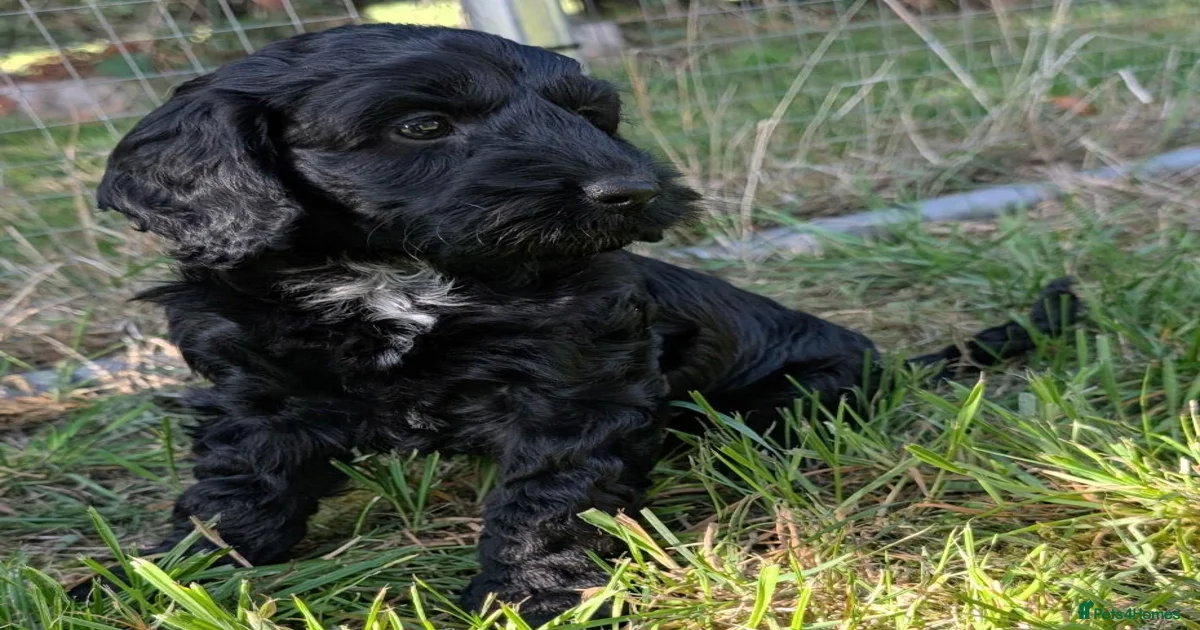 Cockapoo Puppies for sale in Warwickshire | Pets4Homes