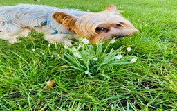 Yorkshire Terrier dogs for stud: Billy Boy  - Image 24