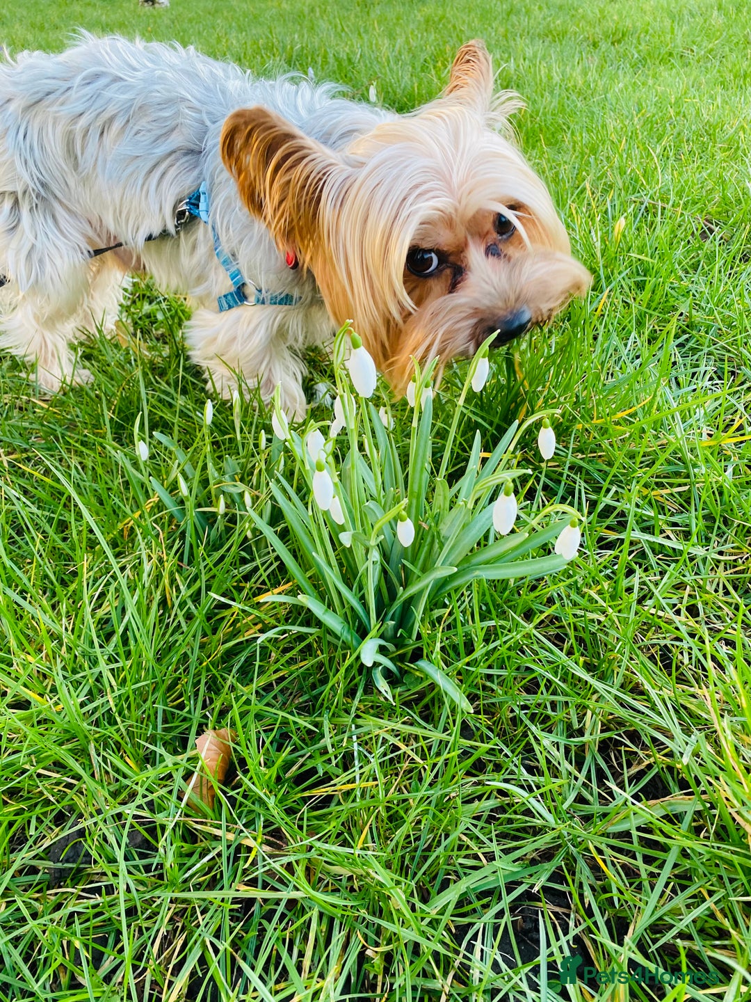 Yorkshire Terrier dogs for stud: Billy Boy  - Image 24