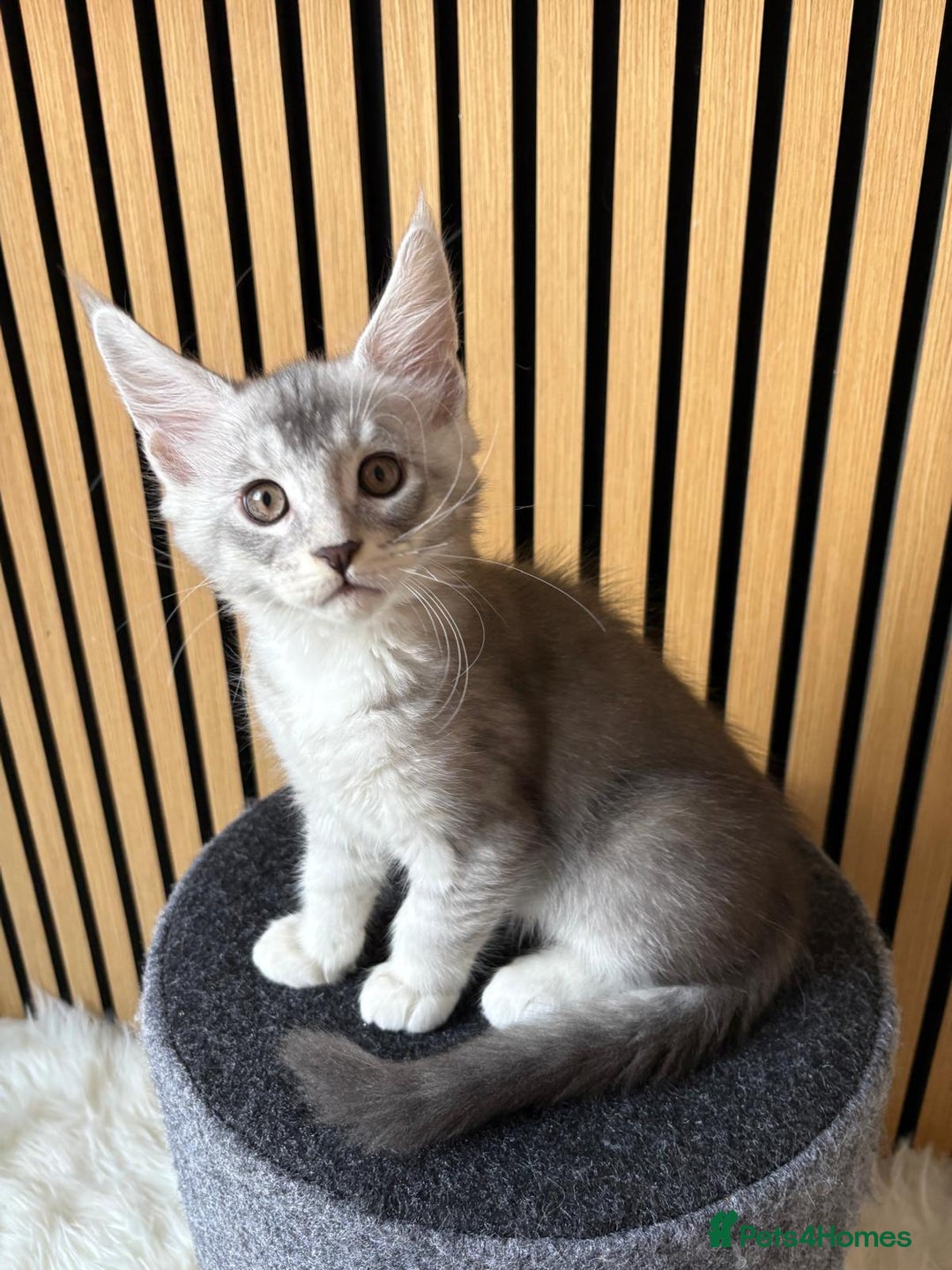 Maine Coon cats for sale: XL Maine Coon Kittens for Sale – TICA Reg - Advert 2