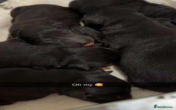 German Shepherd dogs for sale: German shepherd puppies for sale  - Image 7