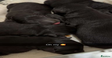 German Shepherd dogs - Advert 6