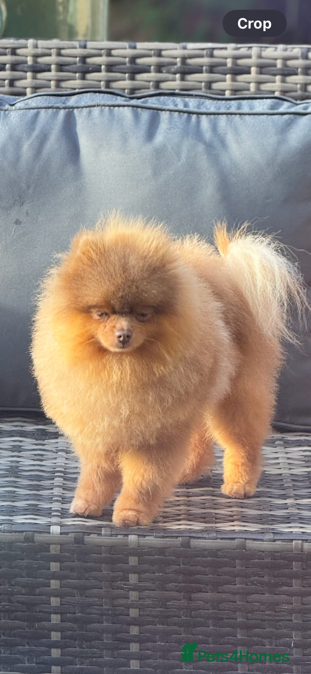 Pomeranian dogs for stud: Outstanding Tiny kc registered Lilac Tan stud  in Pontefract - Advert 11