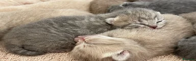 Stunning Blue mackerel tabby Male - Billy