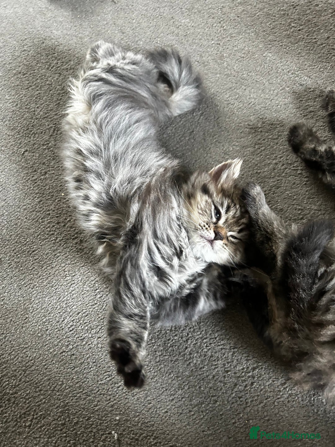 Persian cats for sale: Persian Kittens Looking for Loving Homes - Advert 20