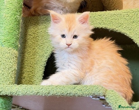 Maine Coon cats Beautiful Maine Coon Kittens - Advert 1