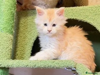 Maine Coon cats Beautiful Maine Coon Kittens - Advert 1