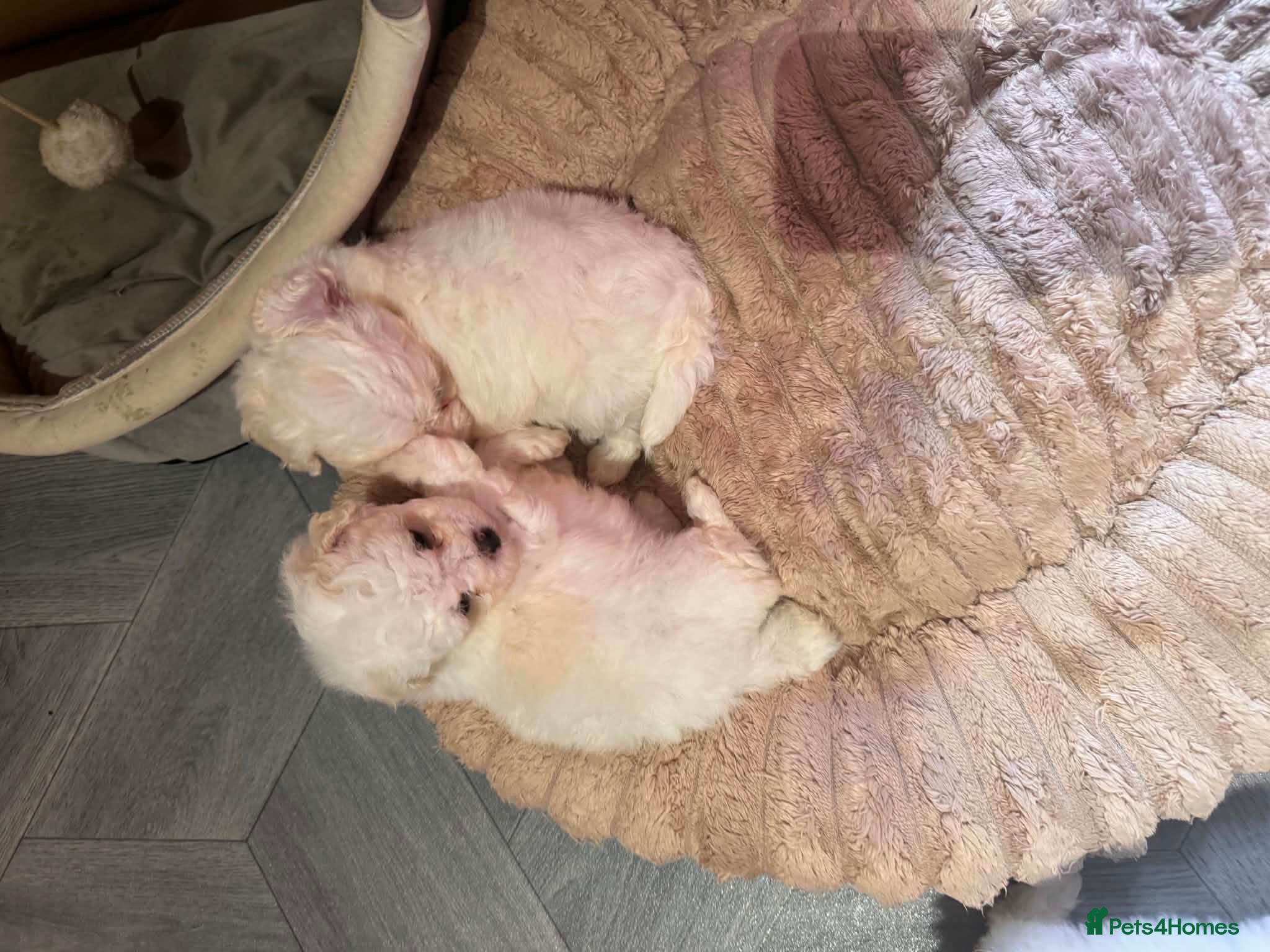 Mixed Breed dogs Bichon Maltese puppies - Advert 15