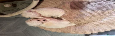 Puppy 2