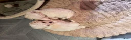 Mixed Breed dogs for sale: Bichon Maltese puppies - Advert 1