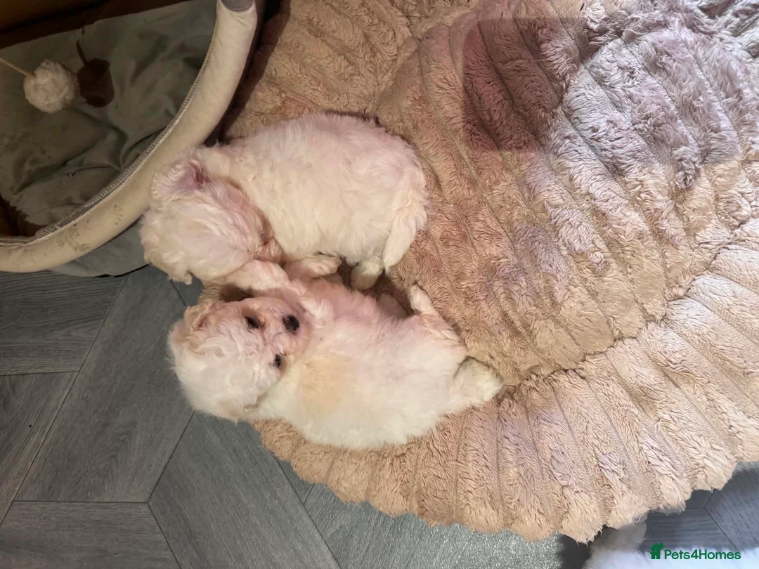 Mixed Breed dogs for sale: Bichon Maltese puppies - Advert 1