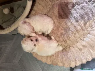 Mixed Breed dogs Bichon Maltese puppies - Advert 17