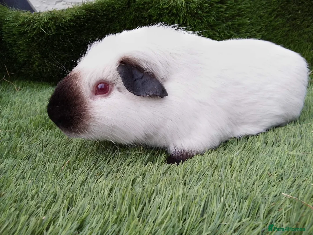 Guinea Pig rodents for sale: Male guinea pigs  - Advert 7