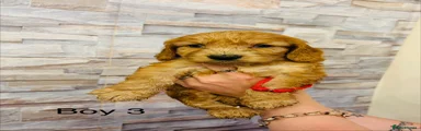 boy 3