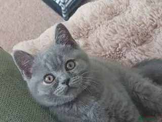 British Shorthair cats Gorgeous British short-hair kittens - Advert 15