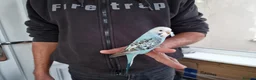 Budgerigars birds for sale: Super silly hand tamed baby budgies  - Advert 1